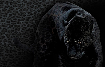 ブラックレパード コレクション